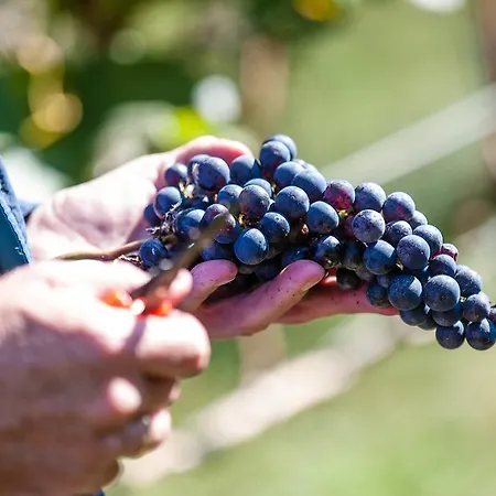 Trippelgut - Schlafgut