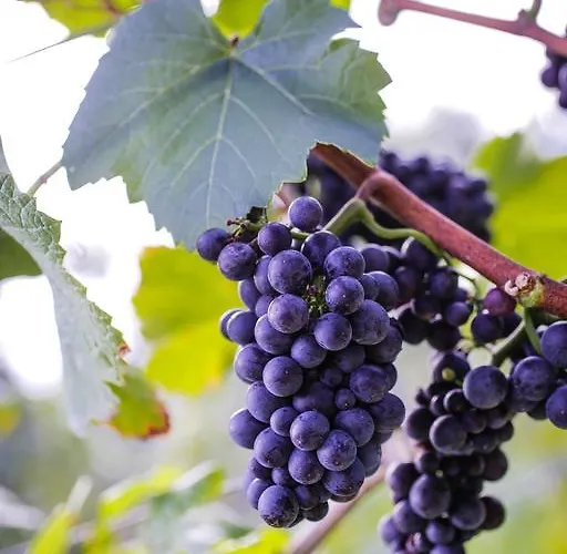 Trippelgut - Schlafgut *