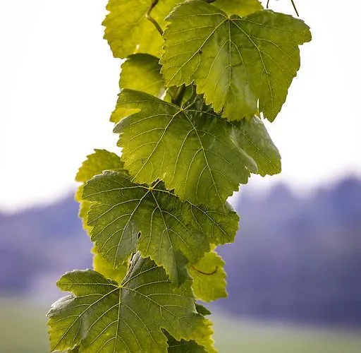Trippelgut - Schlafgut 酒店 菲尔德茵卡特
